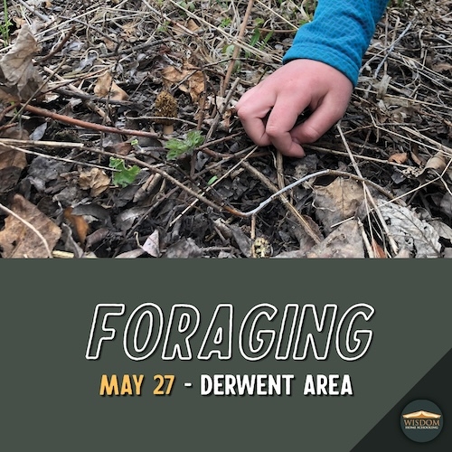 Foraging/Wild Medicine - Derwent